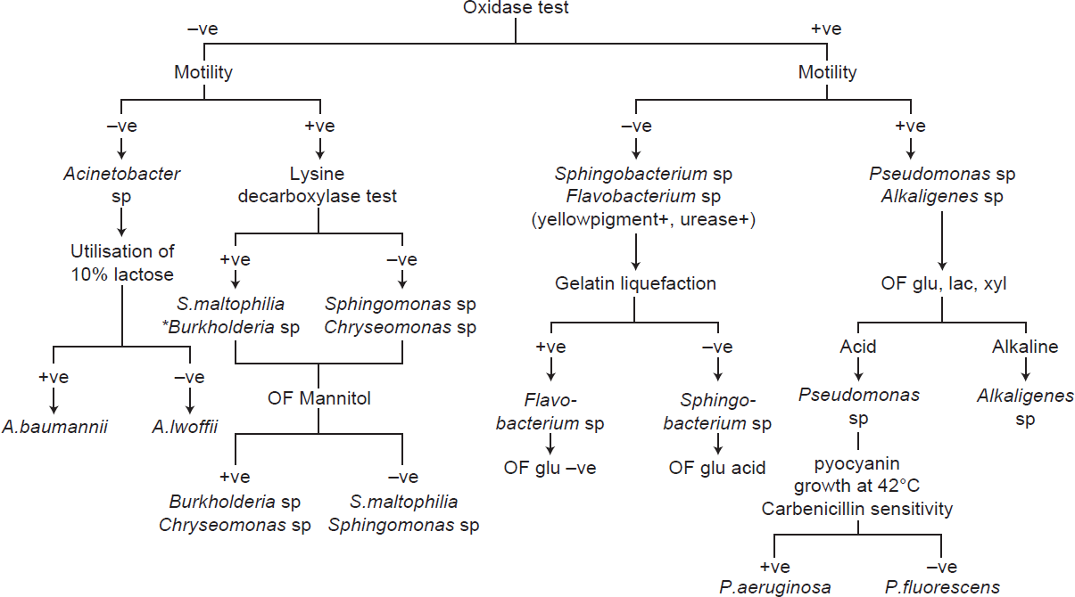 Scheme used in the study for identification of nonfermenting gram-negative bacilli * Burkholderia species vary in their oxidase reaction: Burkholderia gladioli is oxidase -ve, B. cepacia complex is weak +ve and B. pseudomallei is oxidase +ve, OF: Oxidation-fermentation