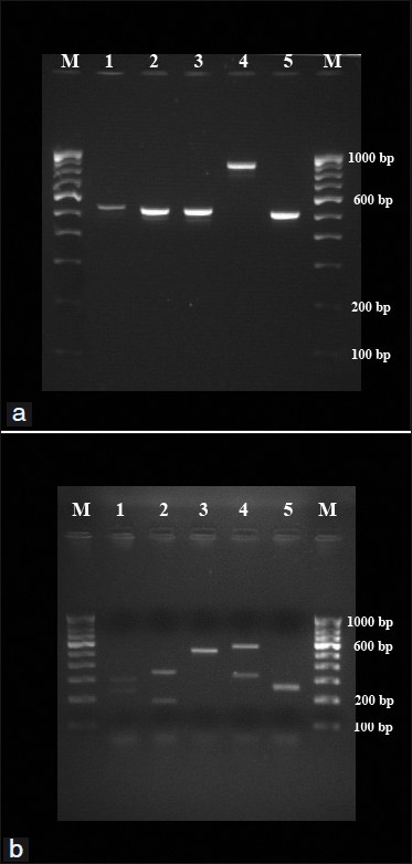 (a) PCR products from representative test strains of Candida species. Lanes 1-5: C. albicans, C. tropicalis, C. parapsilosis, C. glabrata and C. krusei, respectively. Lanes M: 100 bp DNA ladder. (b) RFLP products from representative test strains of Candida species. Lanes 1-5: C. albicans, C. tropicalis, C. parapsilosis, C. glabrata and C. krusei, respectively. Lanes M: 100 bp DNA ladder.