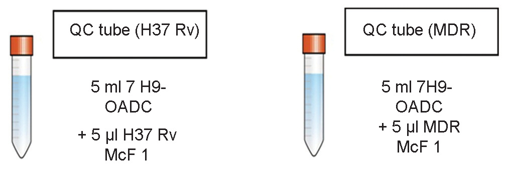 Preparation of inoculum tubes for indirect microscopic observation drug susceptibility assay