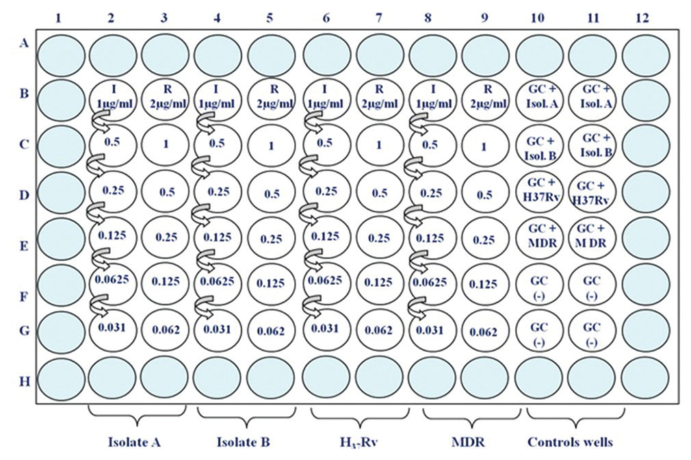 Colorimetric redox indicator assay plate setting up for first line drugs (I: Isoniazid and R: Rifampicin) GC positive control can be done in duplicate for each isolate (Isol B10 and B11: +Isol A; C10 and C11: GC+Isol. B; D10 and D11 G+H37 Rv; E10 and E11 GC+ Multi drug resistant, F10-F11 will be the GC (-)