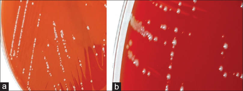 Small colony variants growth and characterization on blood agar medium. (a and b) Staphylococci growth (SVCs and wild-type colonies)