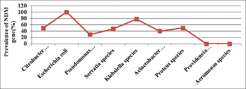 Prevalence of blaNDM-1 gene among bacterial pathogens