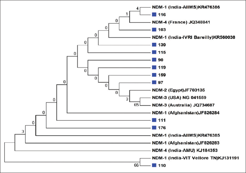 Study samples belonging to New Delhi metallo-beta-lactamase-1 strains are marked with blue color squares in our study population