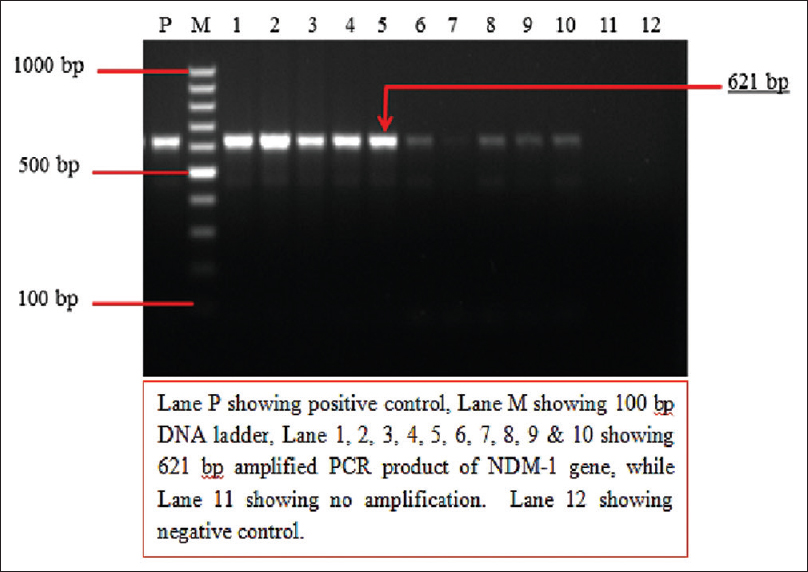 Two percent agarose gel electrophoresis showing results of polymerase chain reaction for the detection of blaNDM-1gene