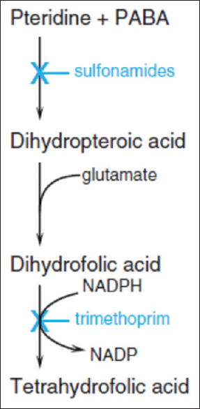 Steps in folate metabolism blocked sequentially by sulfonamides and trimethoprim