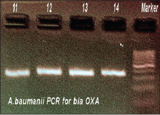 Polymerase chain reaction for Acinetobacter baumannii blaOXA