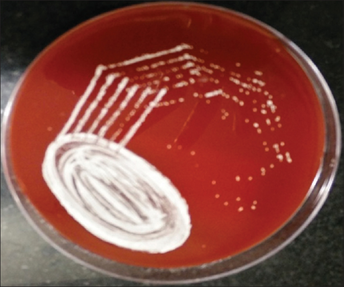 Tiny white, dry colonies on blood agar