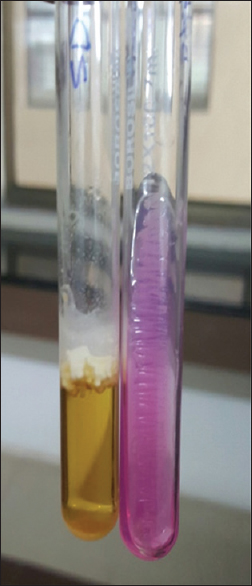 Sabourauds dextrose broth showing pellicle formation and urease test positive