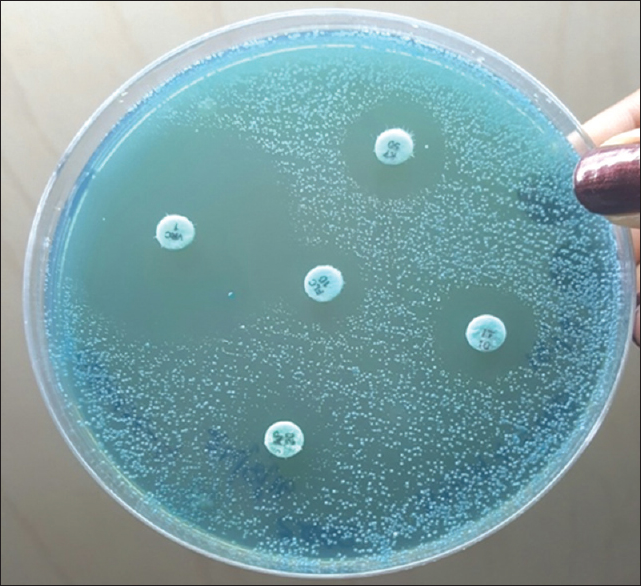 Antibiotic susceptibility testing on Mueller-Hinton Agar with 2% glucose and methylene blue showing semiconfluent growth of the test isolate