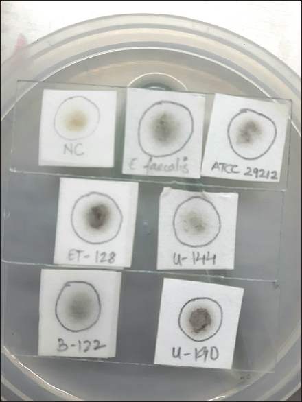 Sodium chloride-esculin spot test. Filter paper impregnated with sodium chloride-esculin solution and placed on a standard microscope slide. Top slide: Negative control used is Staphylococcus aureus. Positive control used are Enterococcus faecalis ATCC® 29212™ and a known Enterococcus faecalis (VITEK 2 systems identified). 2nd and 3rd slide: Positive reactions are indicated by the inoculation spot turning black 30–60 minutes later