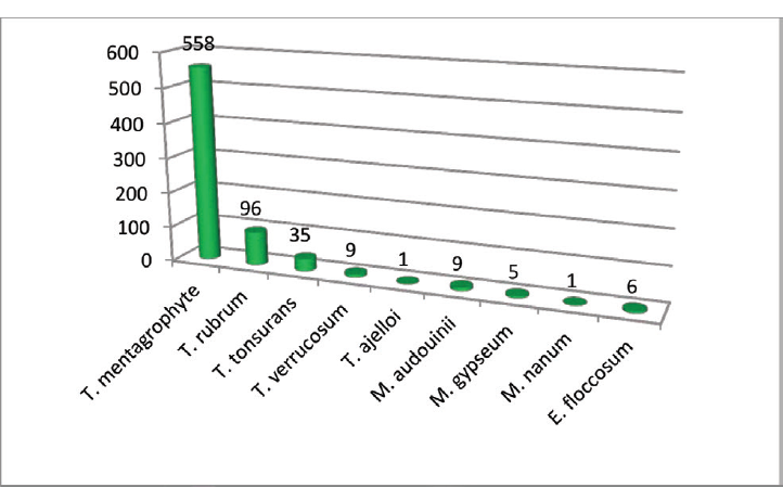 Distribution of isolated dermatophytes.