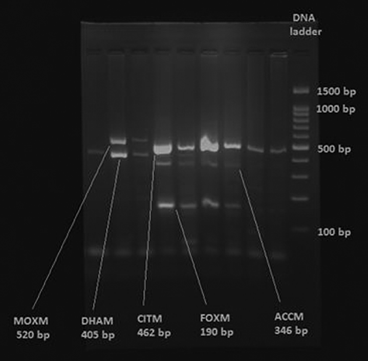 AmpC genes by multiplex PCR. PCR, polymerase chain reaction.