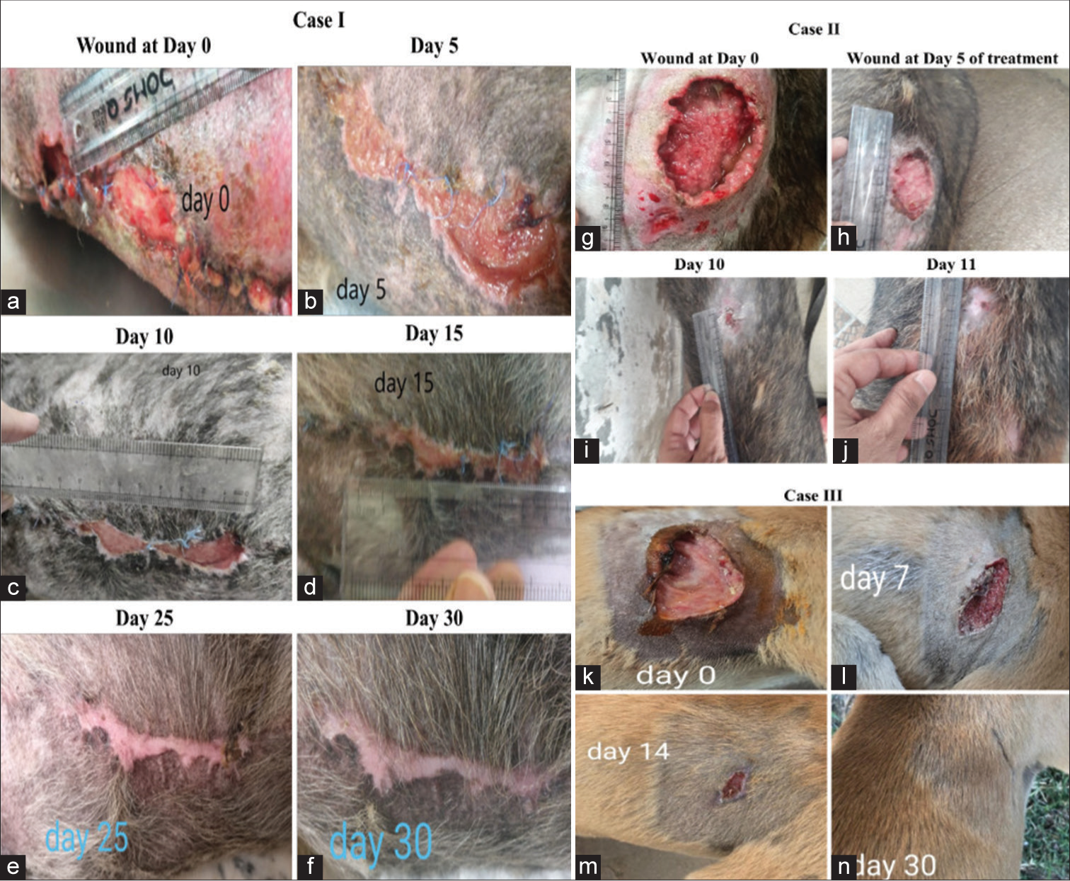 Efficacy of topical application of VG111 on the open wounds of German shepherds (a-f) Case I, (g-j) Case II and one other indistinct dog breed (k-n) Case III. The closure of the wound orifices on 30th, 11th, and 30th day, respectively.