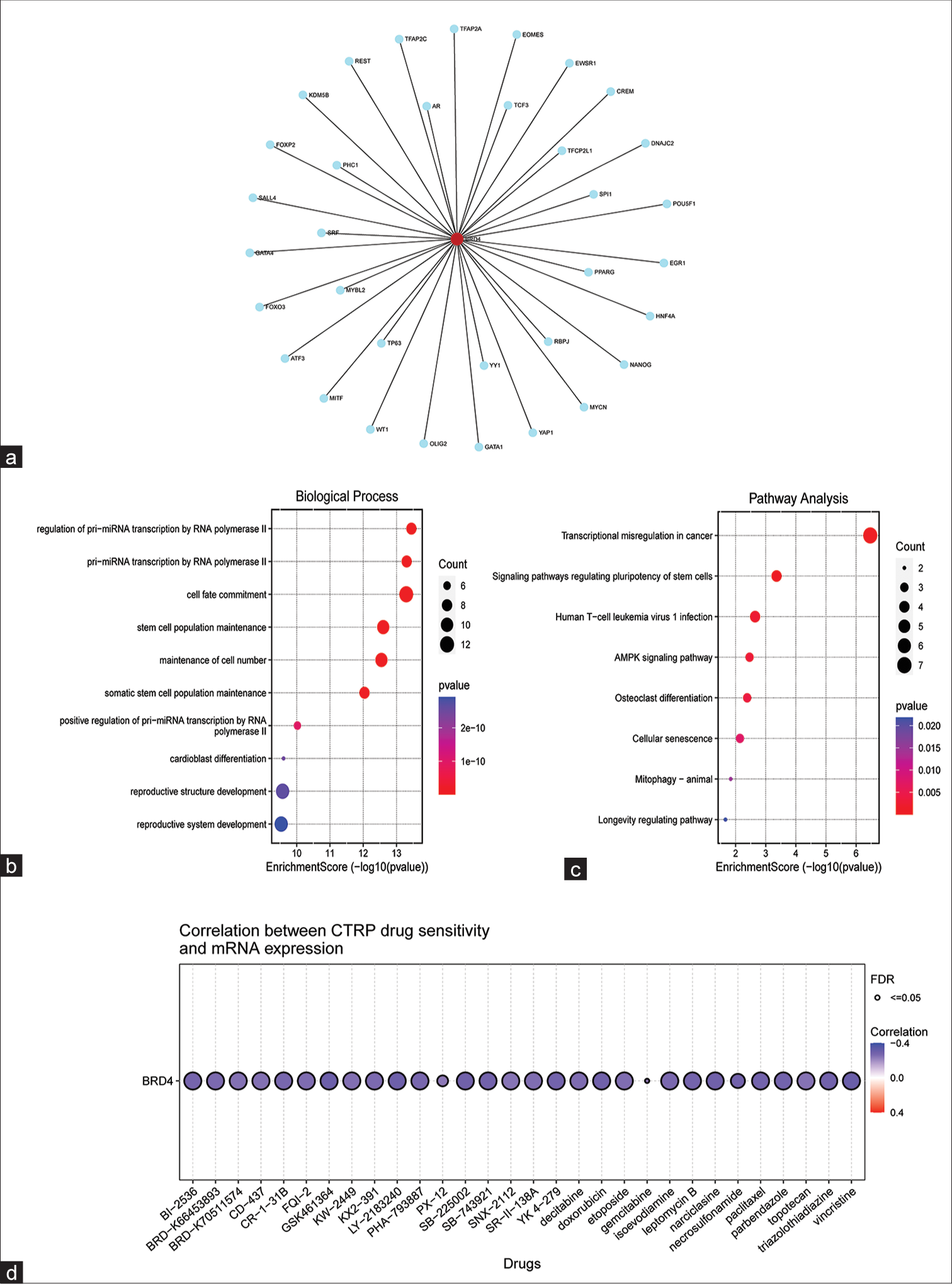 Predicted target genes of bromodomain-containing 4 (BRD4) and their functional analysis. (a) Networkanalyst online tool predicted that there might be 34 target genes that closely interact with BRD4. (b) Gene ontology enrichment analysis of the 34 target genes. (c) Kyoto encyclopedia of genes and genomes enrichment analysis of 34 target genes. (d) Analysis of BRD4 gene expression on chemotherapeutic drug sensitivity in cancer cells. Blue represents a negative correlation. FDR: False discovery rate. CTRP: The cancer therapeutics response portal, mRNA: Messenger RNA