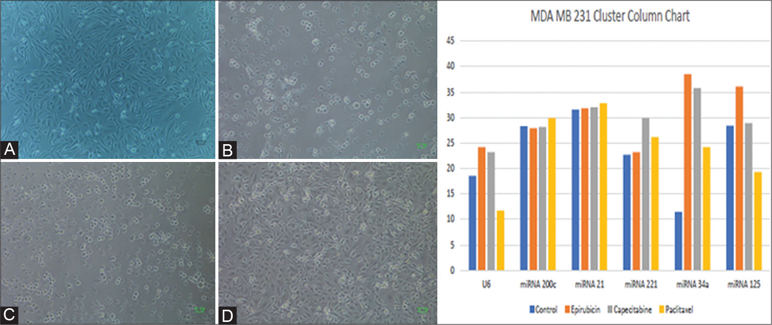 (A) MDA-MB-231 cell phenotype under the exposure of chemotherapeutics; Microscopic image of MDA-MB-231 cell line pre-treatment with anticancer chemotherapeutic agent. (B) Microscopic image of cell death observed in MDA-MB-231 cell line following treatment with epirubicin. (C) Microscopic image of cell death observed in MDA-MB-231 cell line following treatment with paclitaxel. (D) Microscopic image of cell death observed in MDA-MB-231 cell line following treatment with capecitabine. (E) MDA-MB-231 cluster chart.