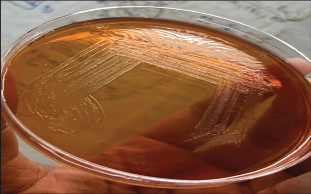 A subculture from a blood culture bottle on MacConkey agar showing non-lactose fermenting colonies.