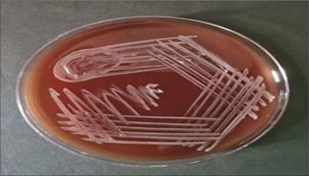 A subculture from a blood culture bottle on blood agar showing hemolytic colonies on blood agar.