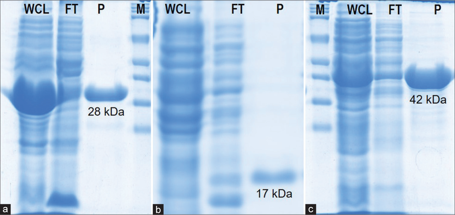 SDS-PAGE and Western blot of purified recombinant proteins. (a) SS-1 (28kDa), (b) SS-4 (17kDa), and (c) SS-5 (41kDa). M: Protein marker, WCL: Whole cell lysate, FT: Flow through, P: Purified proteins.