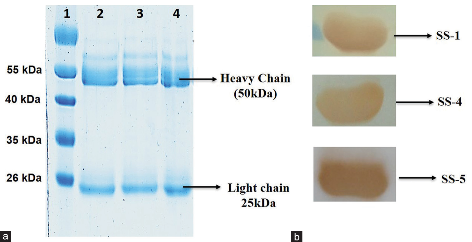 SDS-PAGE analysis of monoclonal antibodies mAbs_SS-1, mAbs_SS-4, and mAbs_SS-5. (a) SDS PAGE analysis of purified monoclonal antibodies using protein-A column chromatography (Lane 1: Protein marker; lane 2: mAbs_SS-1; lane 3: mAb_SS-4; and lane 4: mAb_SS-5). (b) Western blot of purified mAbs with respective recombinant antigens.