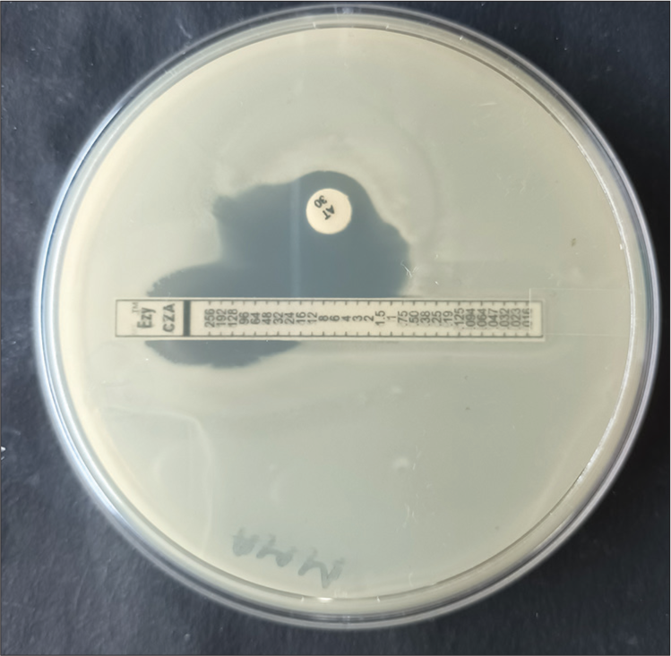 Picture showing augmentation of aztreonam zone toward ceftazidime avibactam E-strip, thus positive for synergy between these two antibiotics.