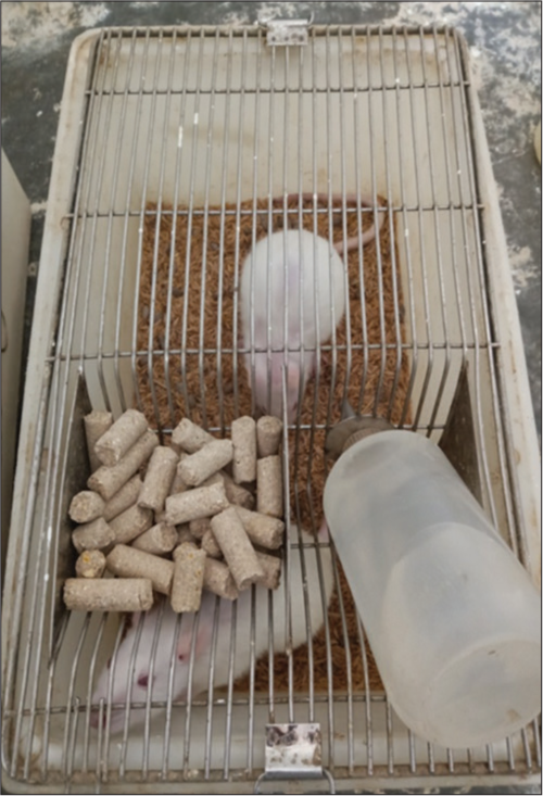 Albino wistar rats.